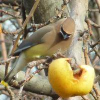 Birds Love Fruit
