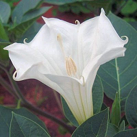 datura_inoxia_200x200.png