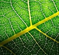 How Does Botany Apply to Produce?