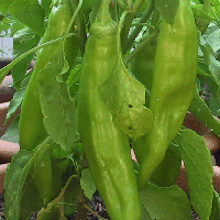 pepperPlant_200x200.png