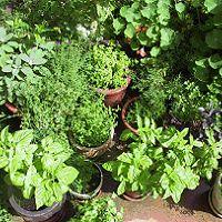 An Essential Kitchen Extension