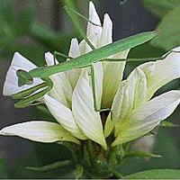 The Praying Mantis