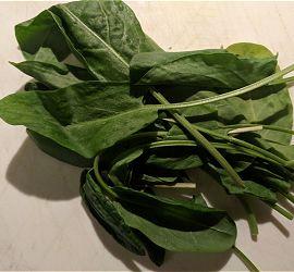Sorrel