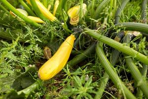 Squash